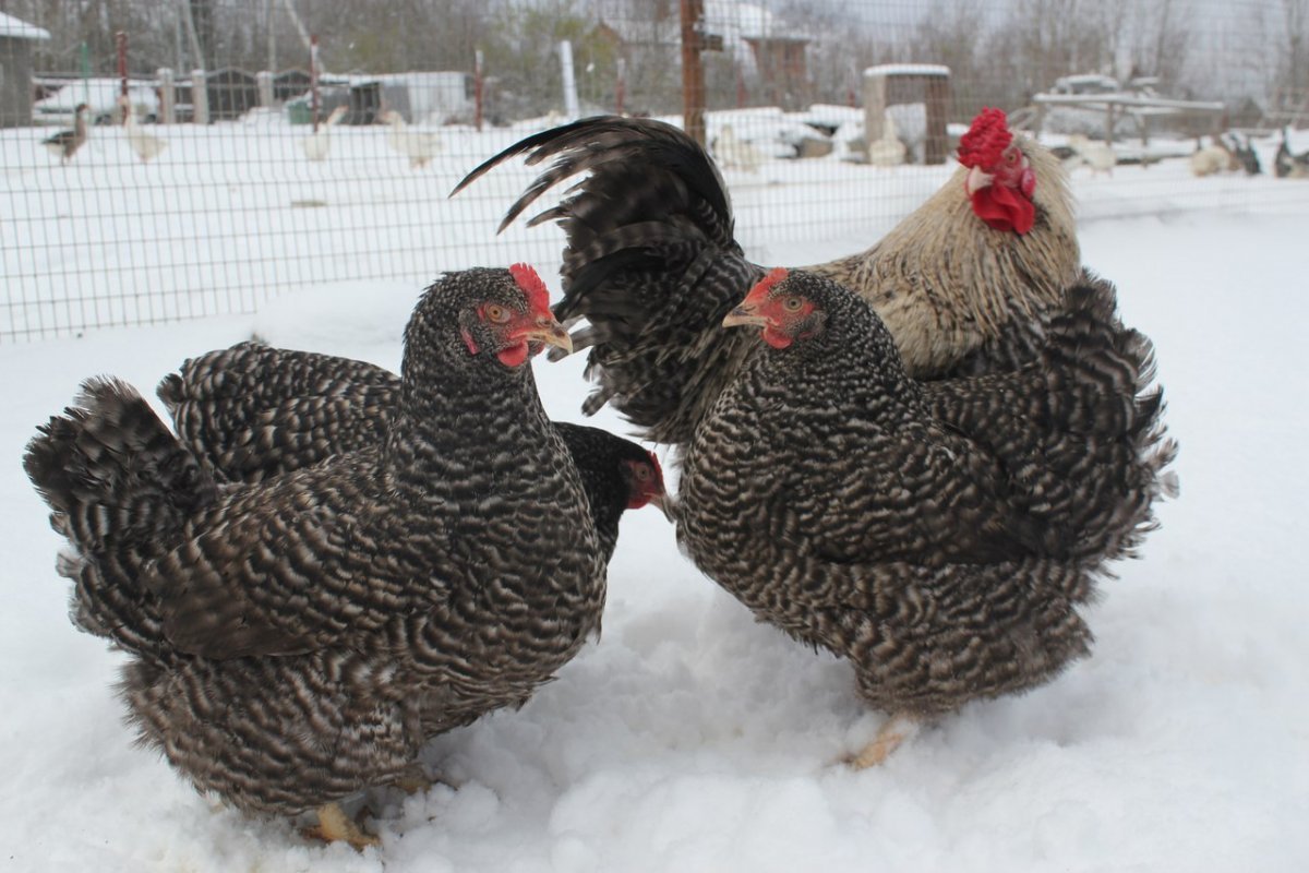 Куры несушки породы Доминант