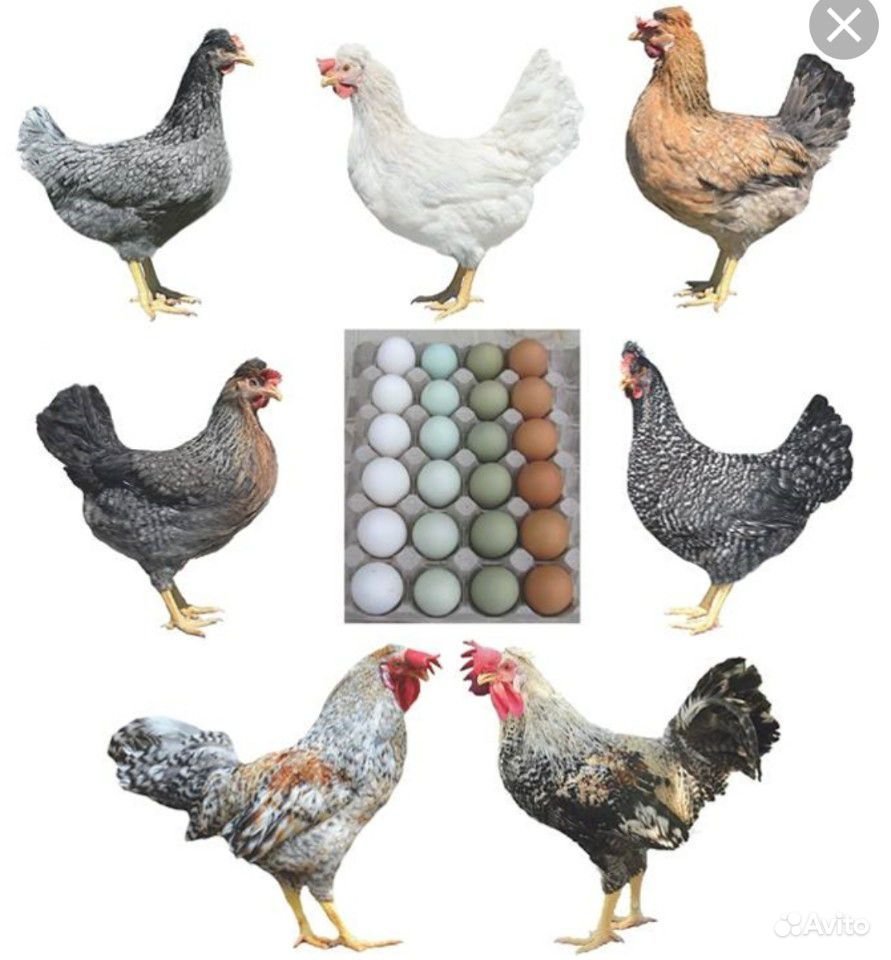 Доминант GS 902