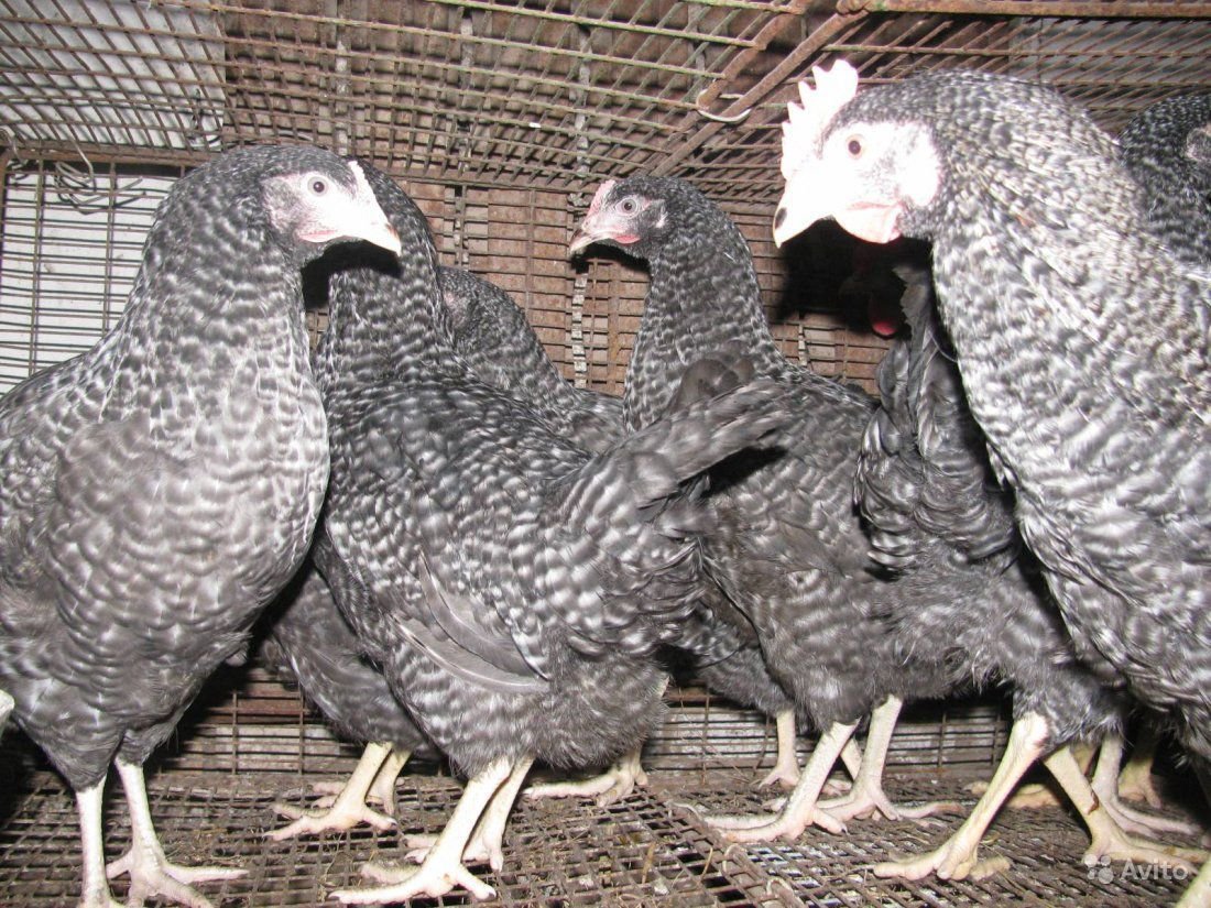 Чешский Доминант куры