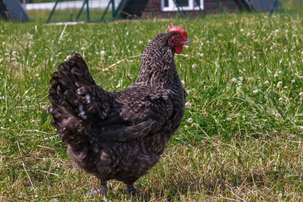 Доминант Маран цыплята