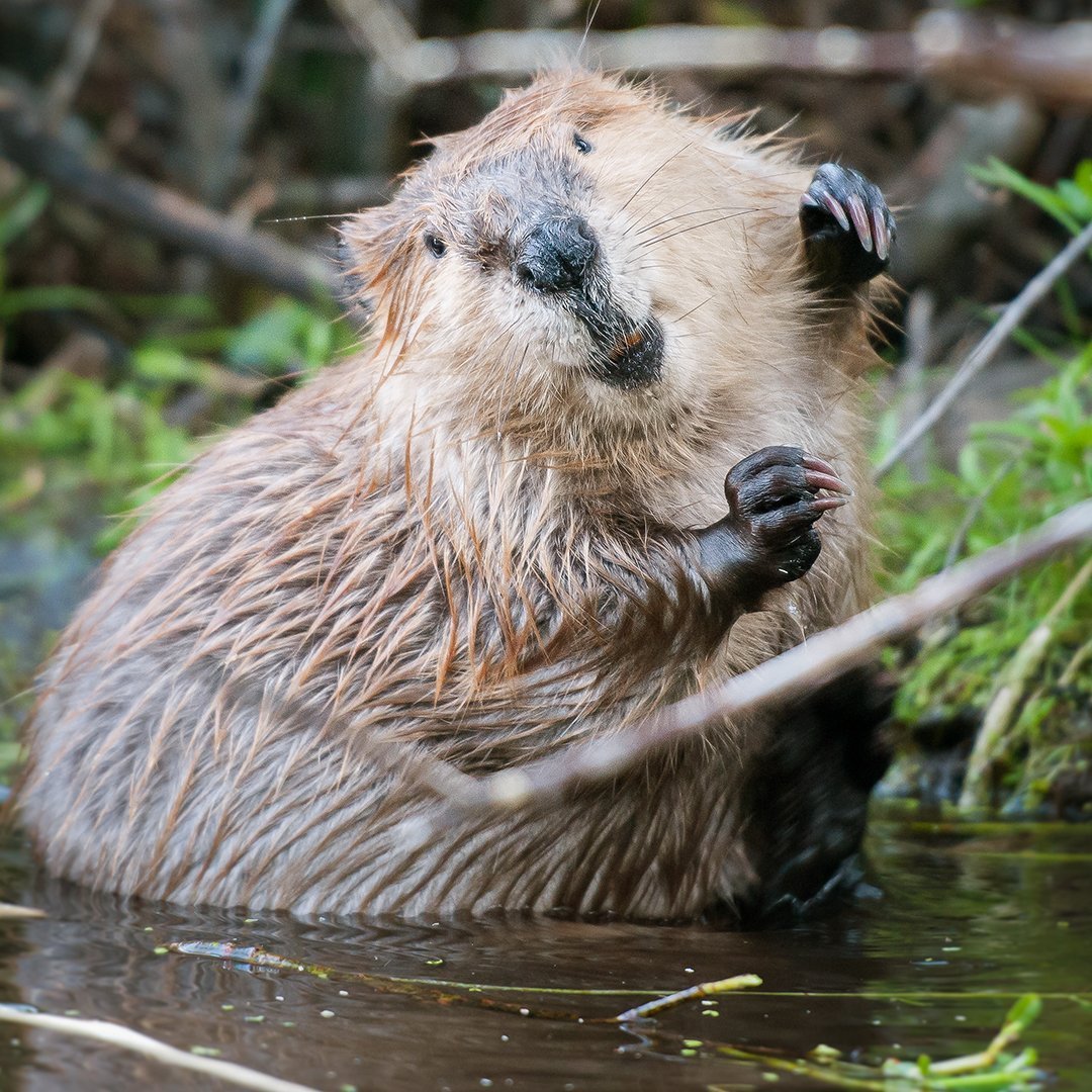 Нутрия ондатра Бобр
