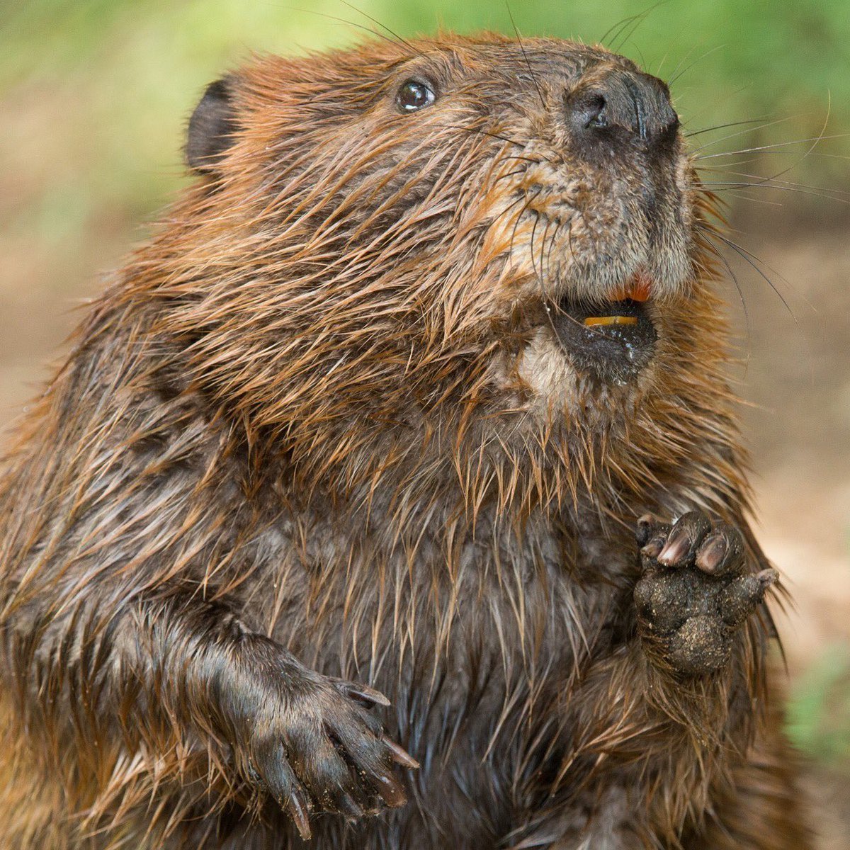 Крыса ондатра мускусная ондатра