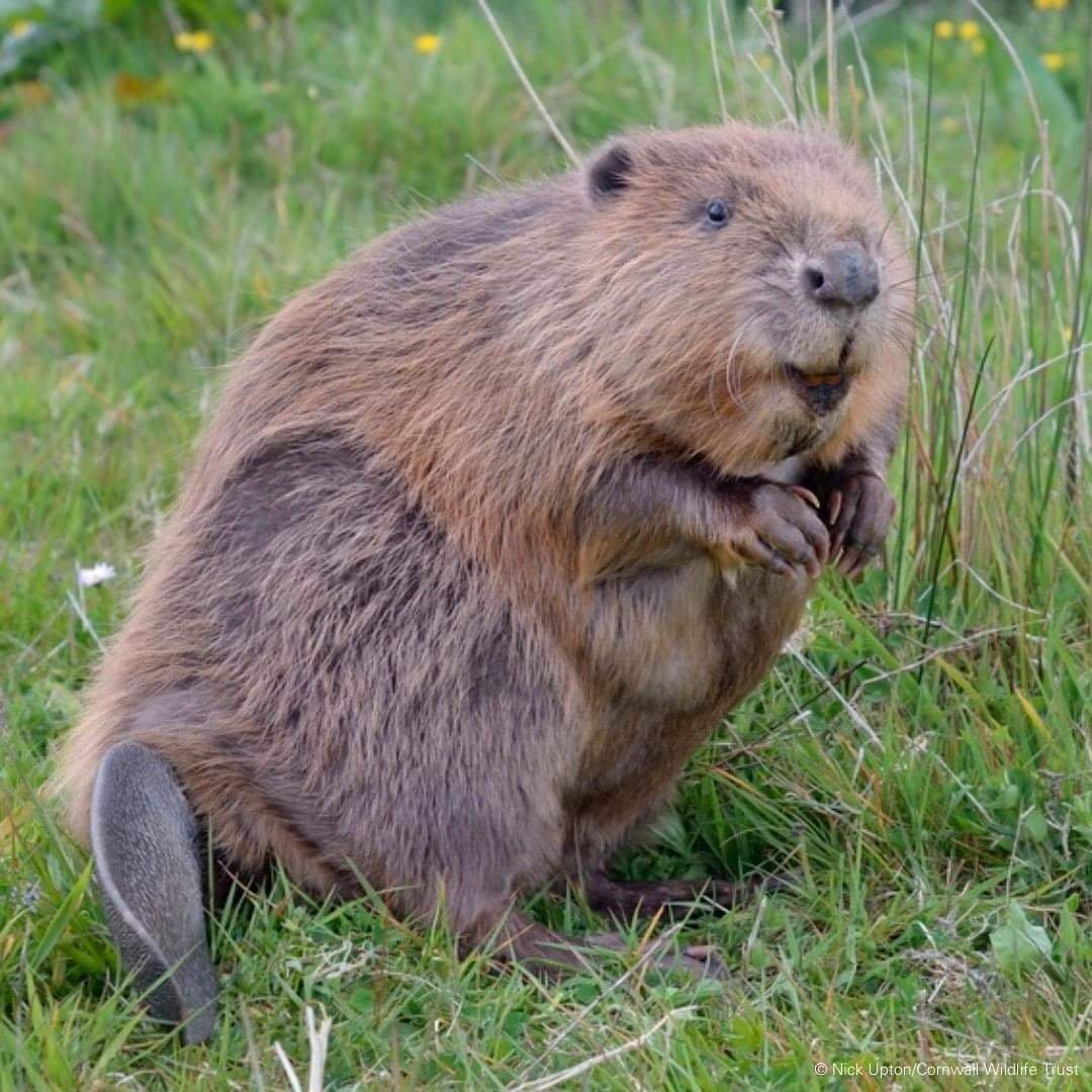 Канадский Бобр (Castor canadensis)