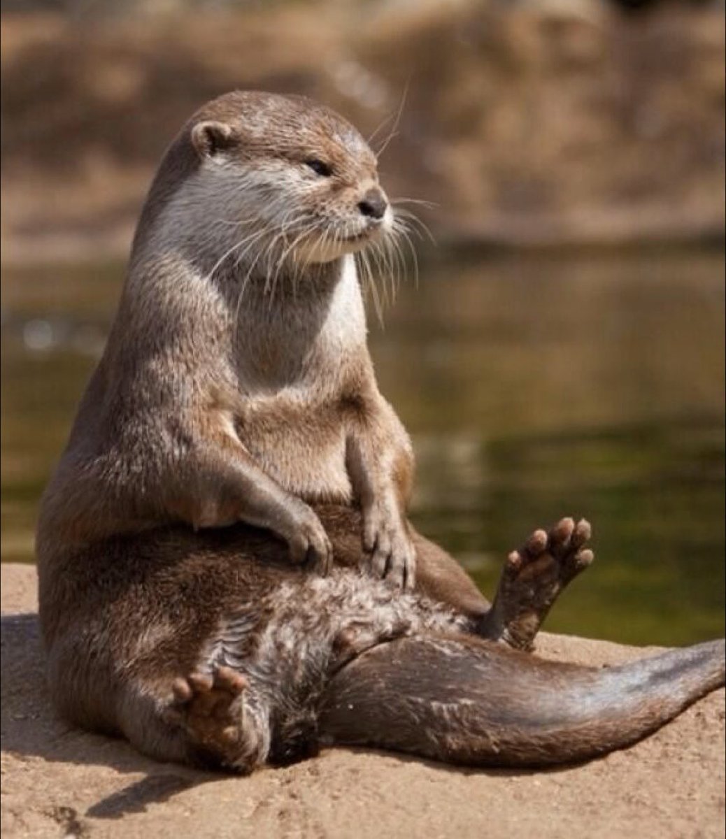 Бобр с бревном