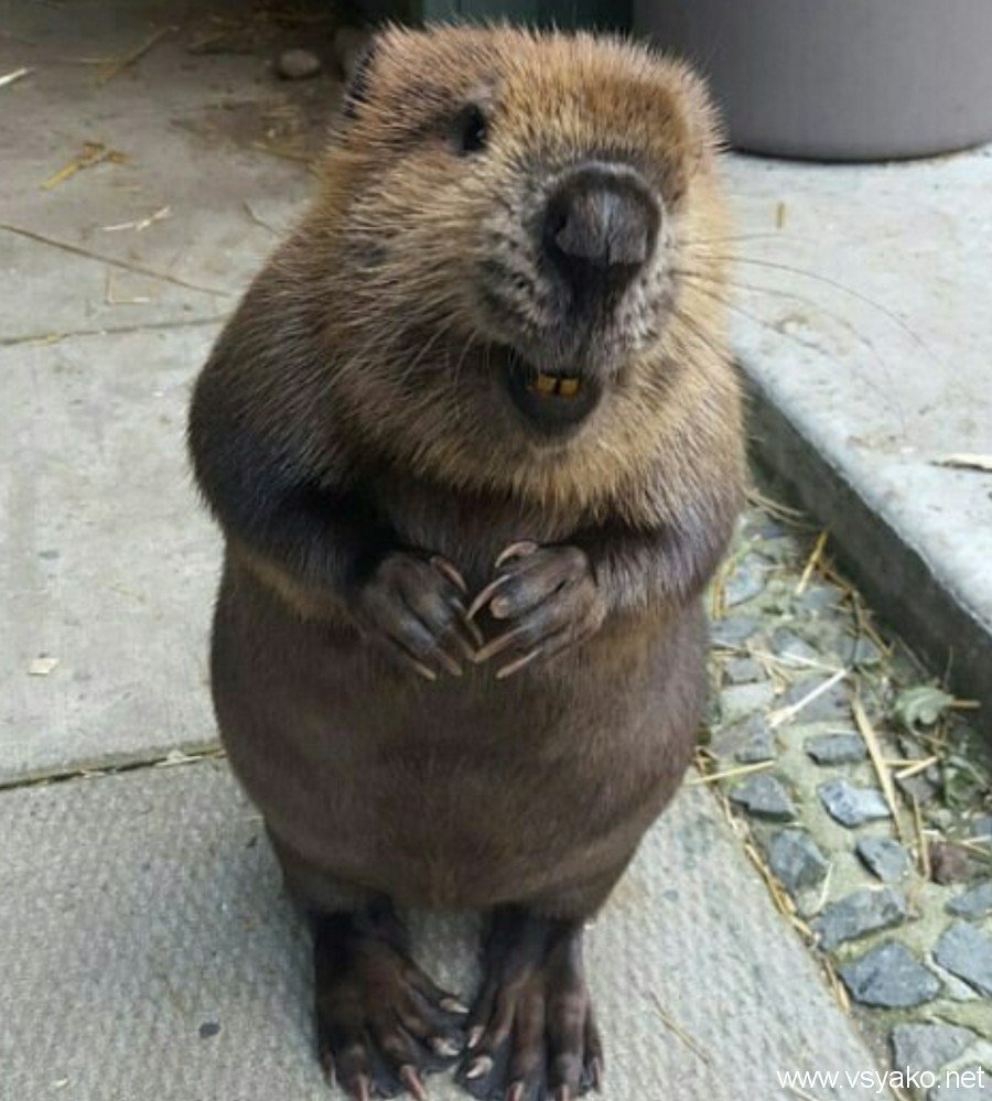 Большой бобер