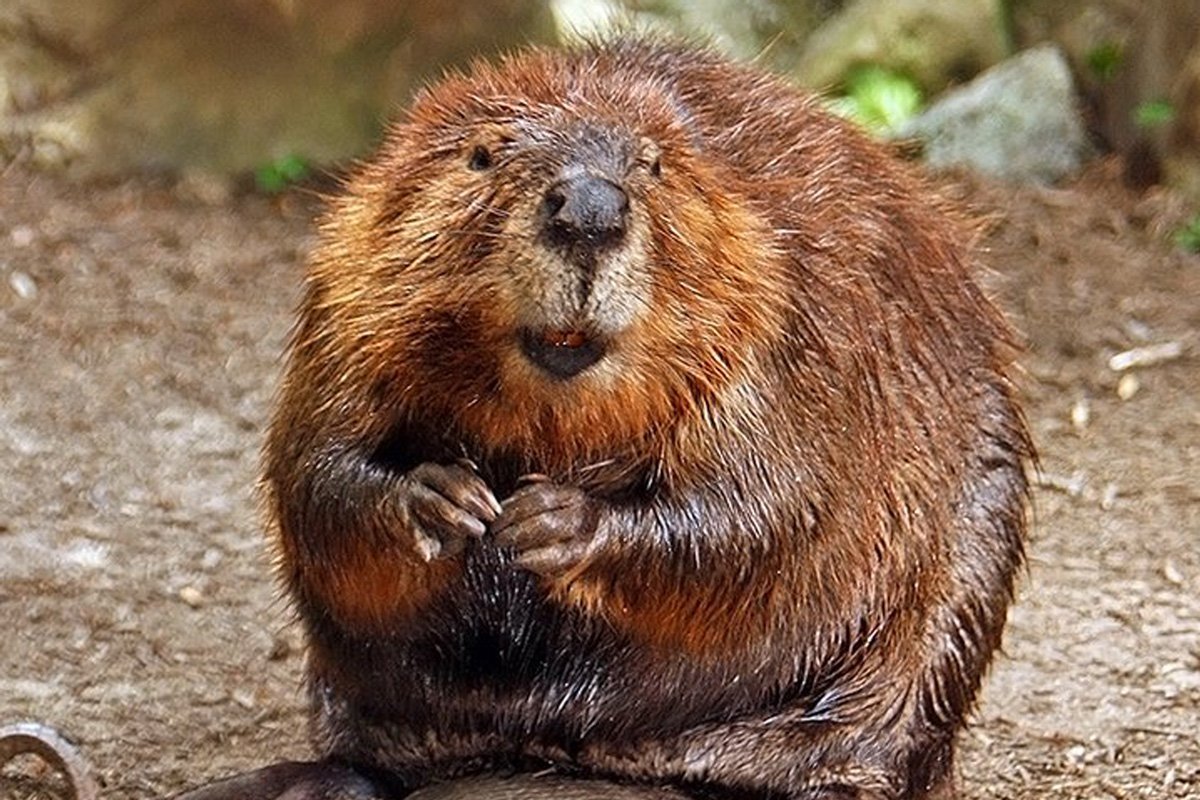 Тувинский Бобр