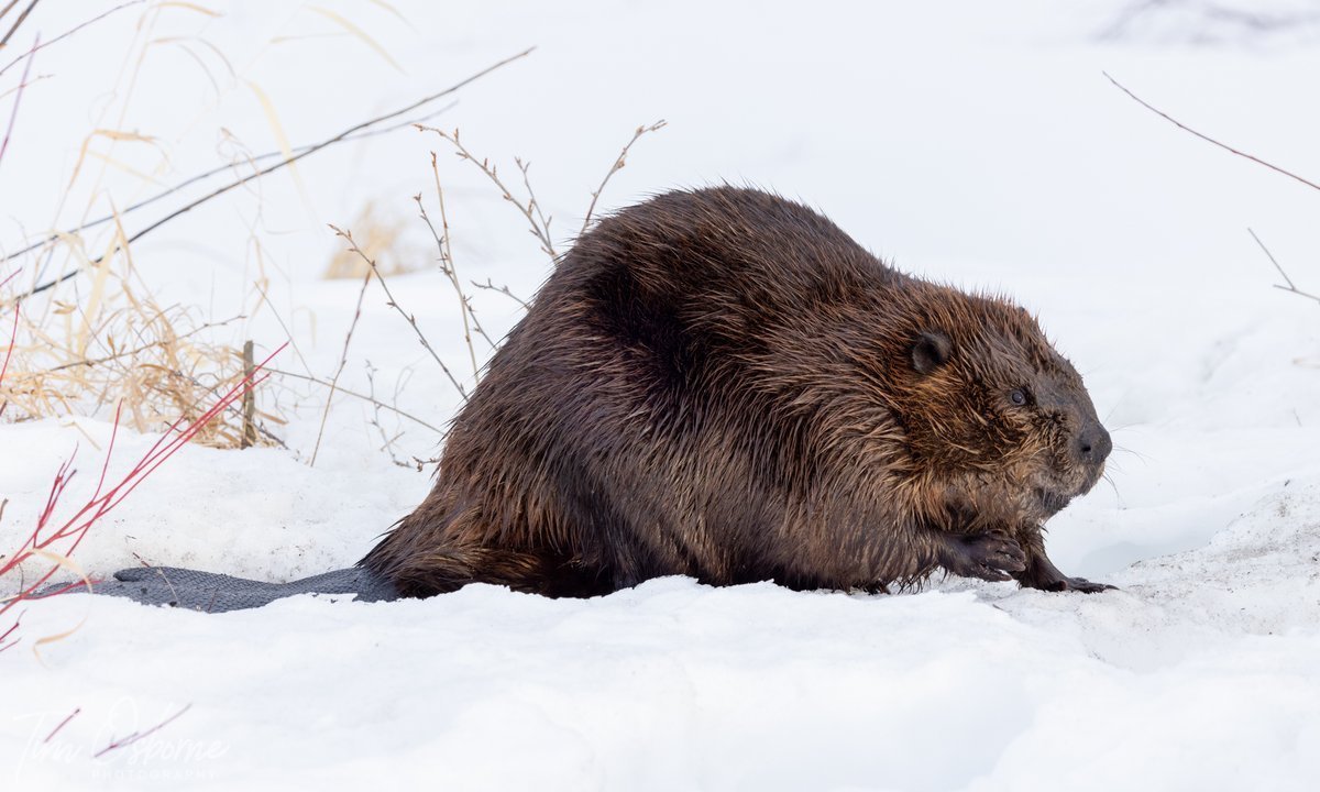 Речной Бобр (Западносибирский подвид)