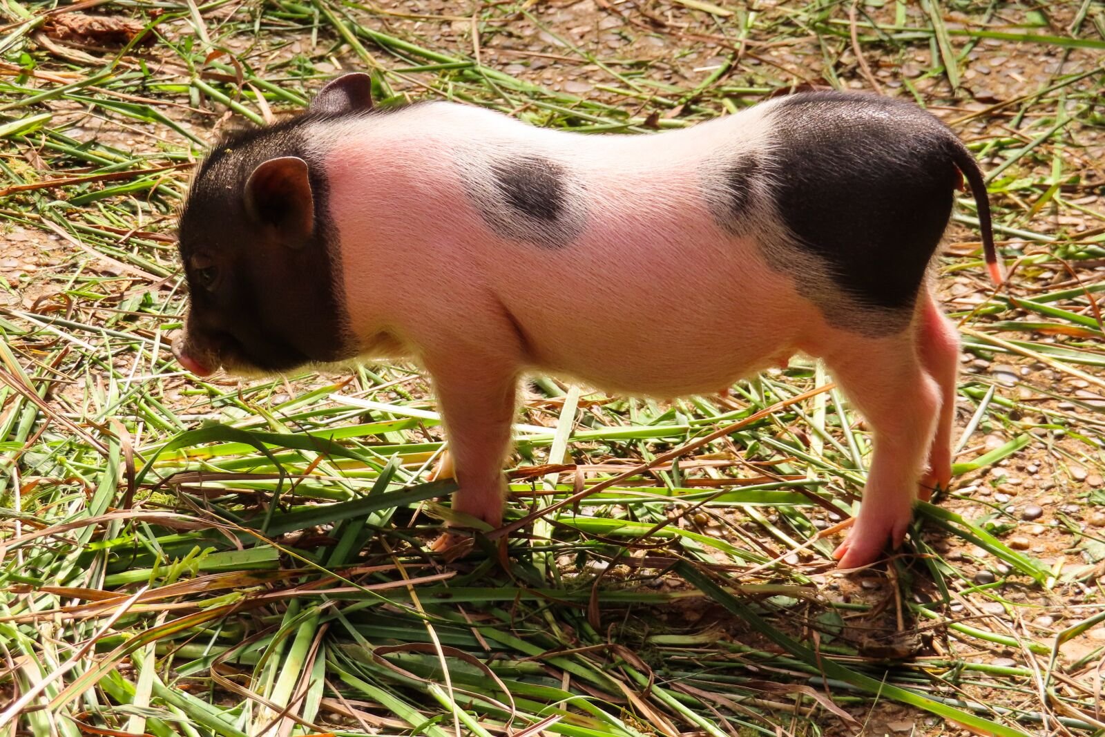 Японская свинья