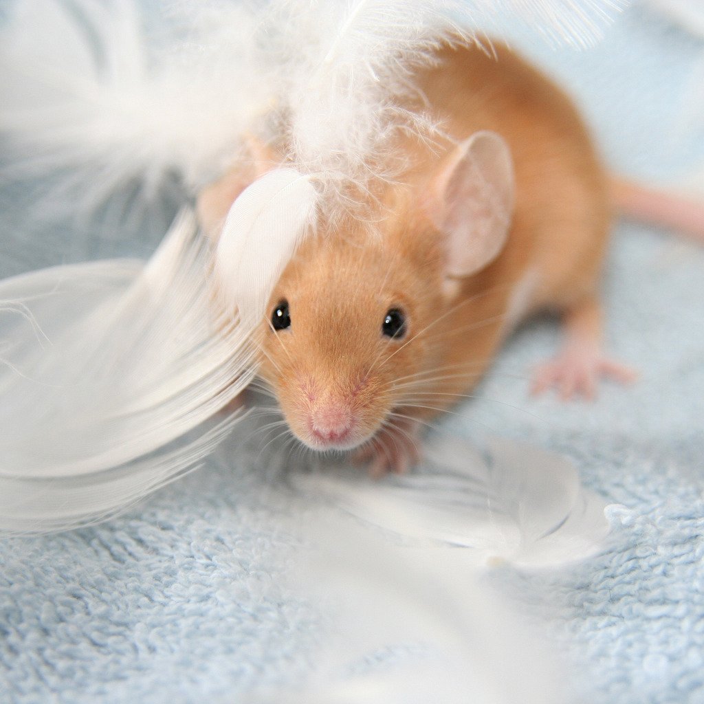 Орешниковая Соня