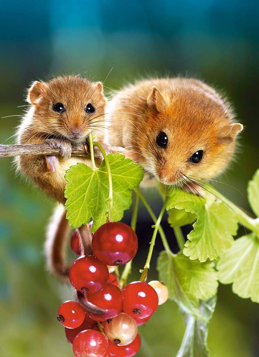 Крыски подруги