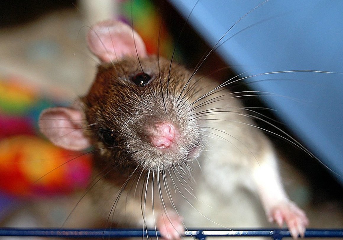 Мышь маслом