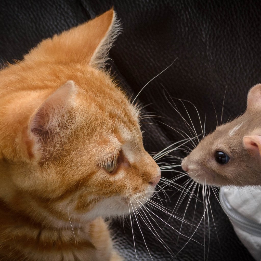 Мордочка крыски