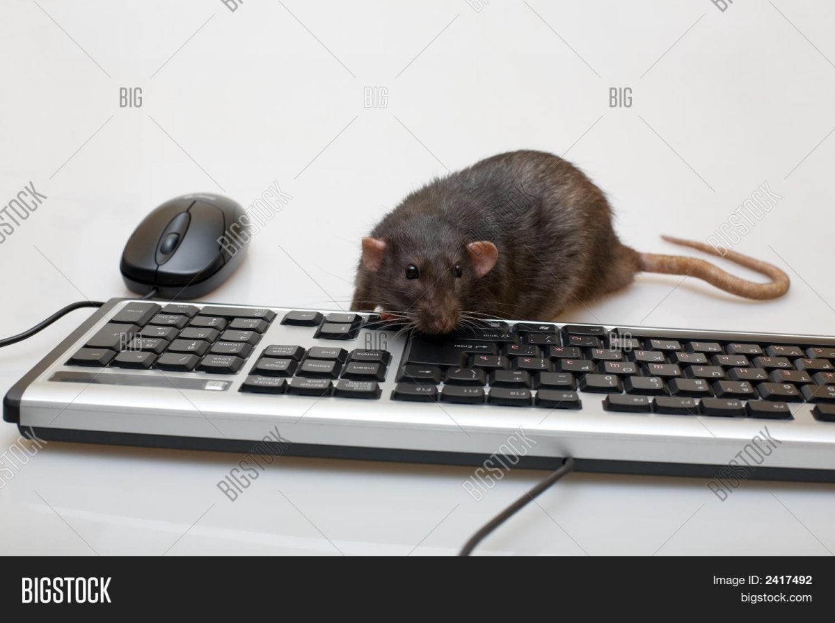 Полевка хомяк