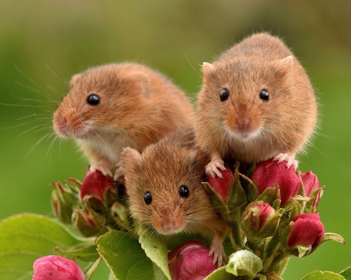 Сирийский хомяк Хома