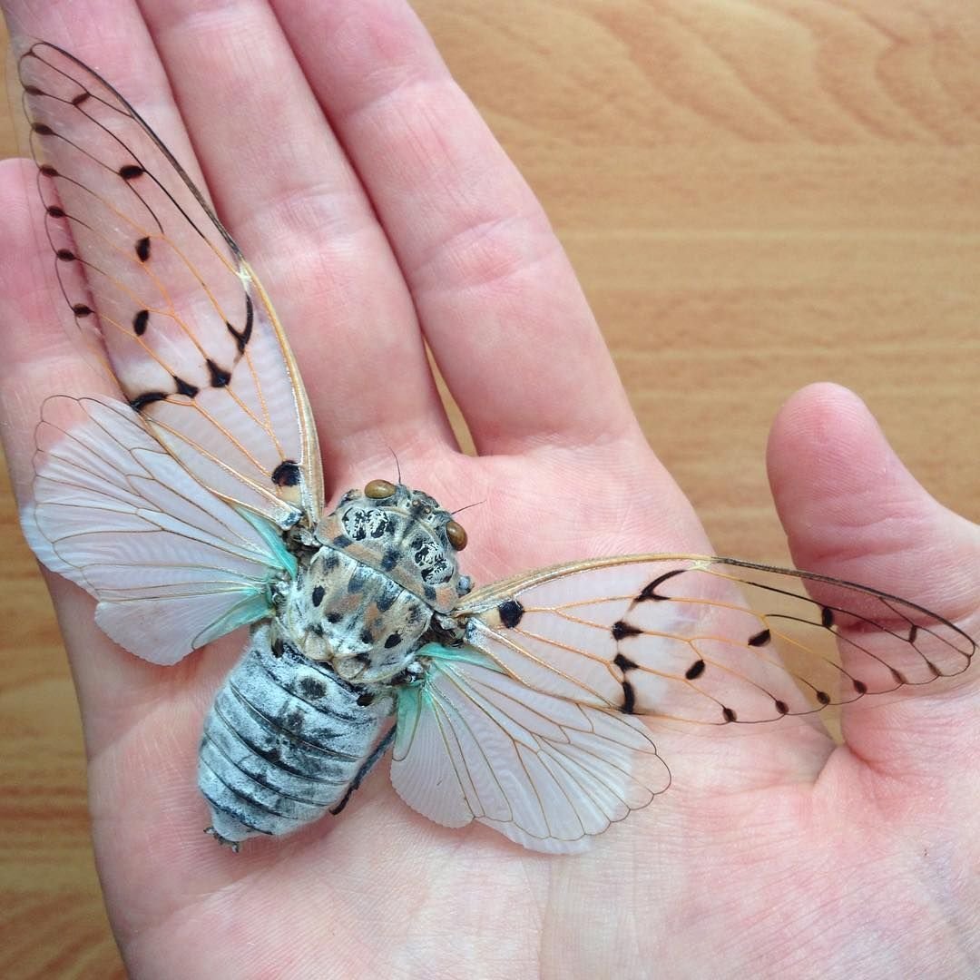 Ischnomantis Gigas богомол