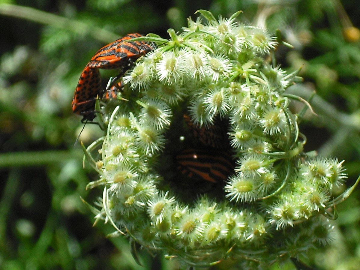 Зеленые летающие насекомые
