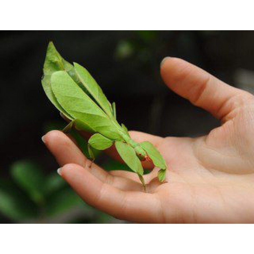 Членистоногие Стрекоза