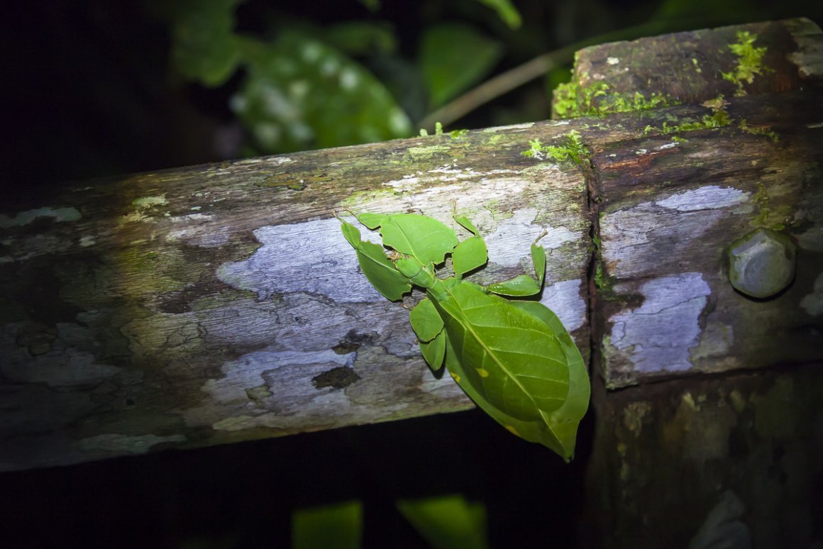 Богомол листовидка