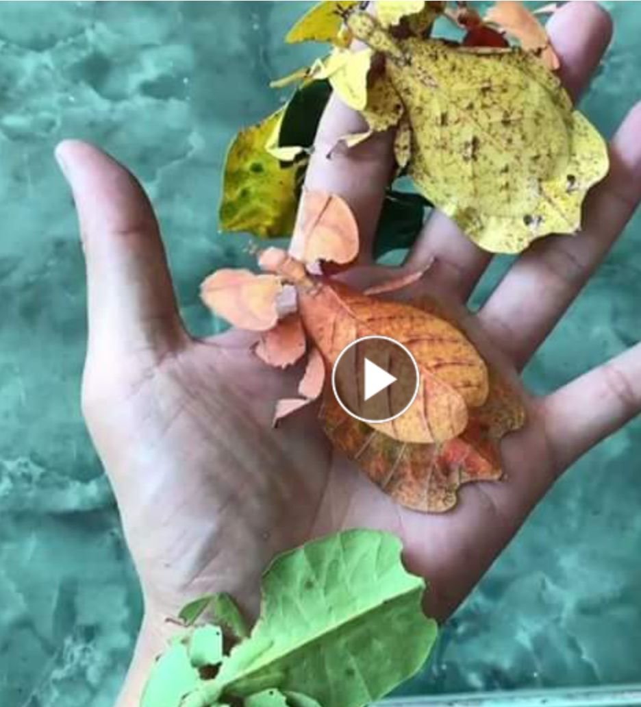 Цейлонская листовидка