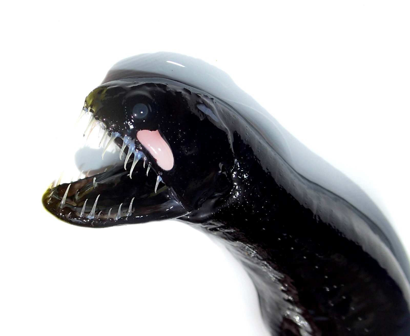 Живое существо через. Морской дракон идиакант. Черный малакост. Идиакант рыба. Черный дракон рыба.