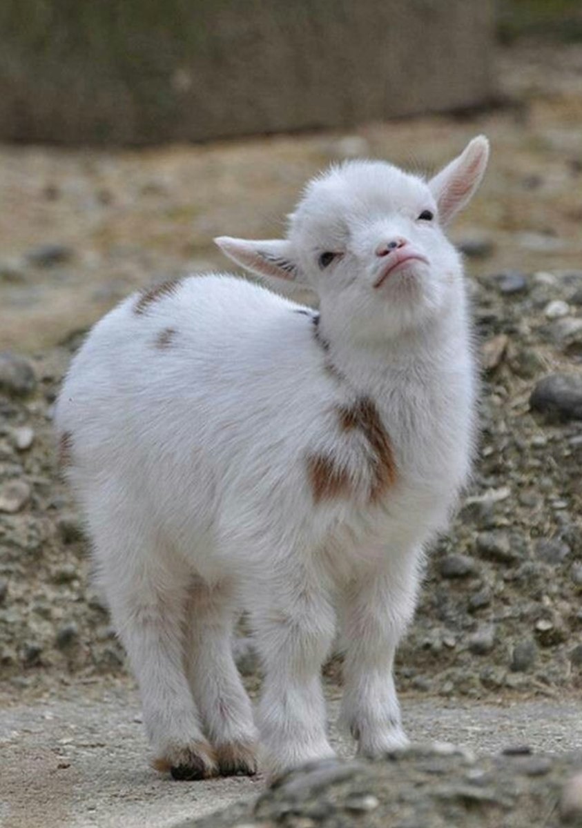 Милый козлик