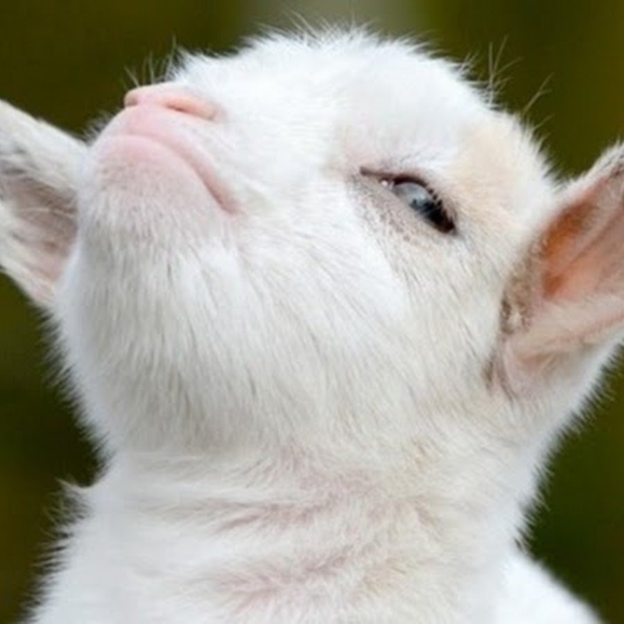 Милая козочка