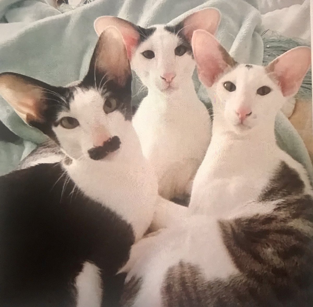 Ориентальная кошка (Ориентал)