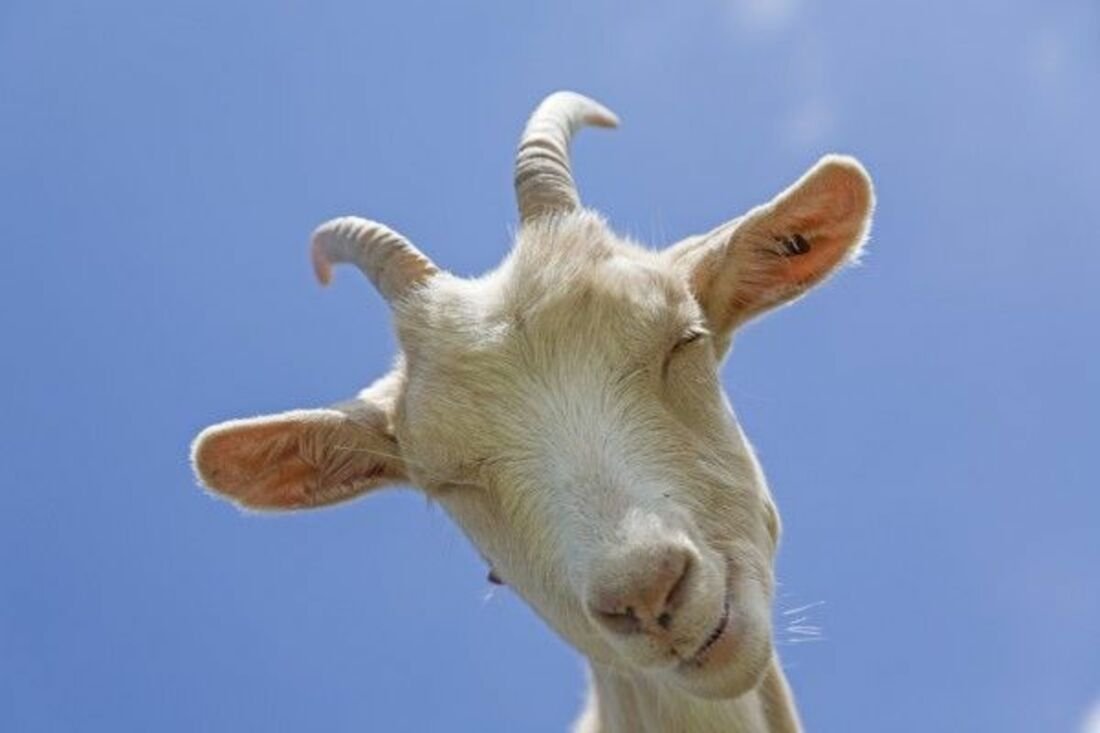 Гордая козочка Мем