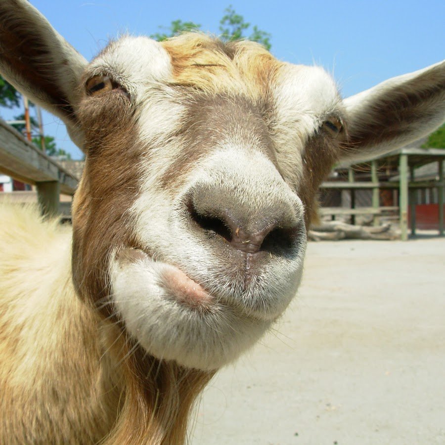 Супер козлик