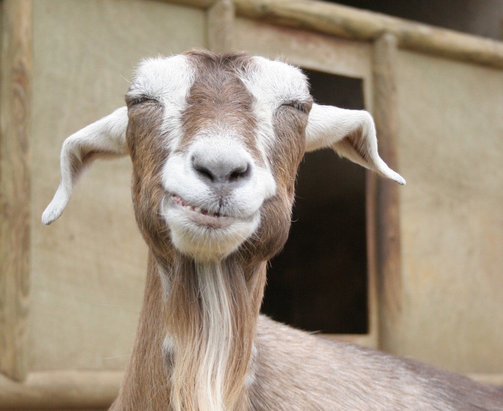 Смешная коза