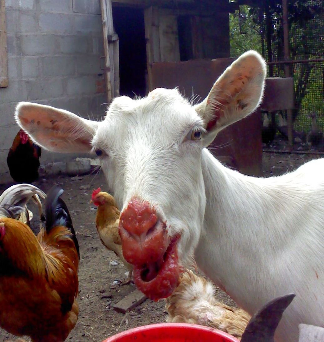 Гордый козлик