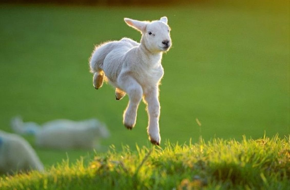 Овечка прыгает