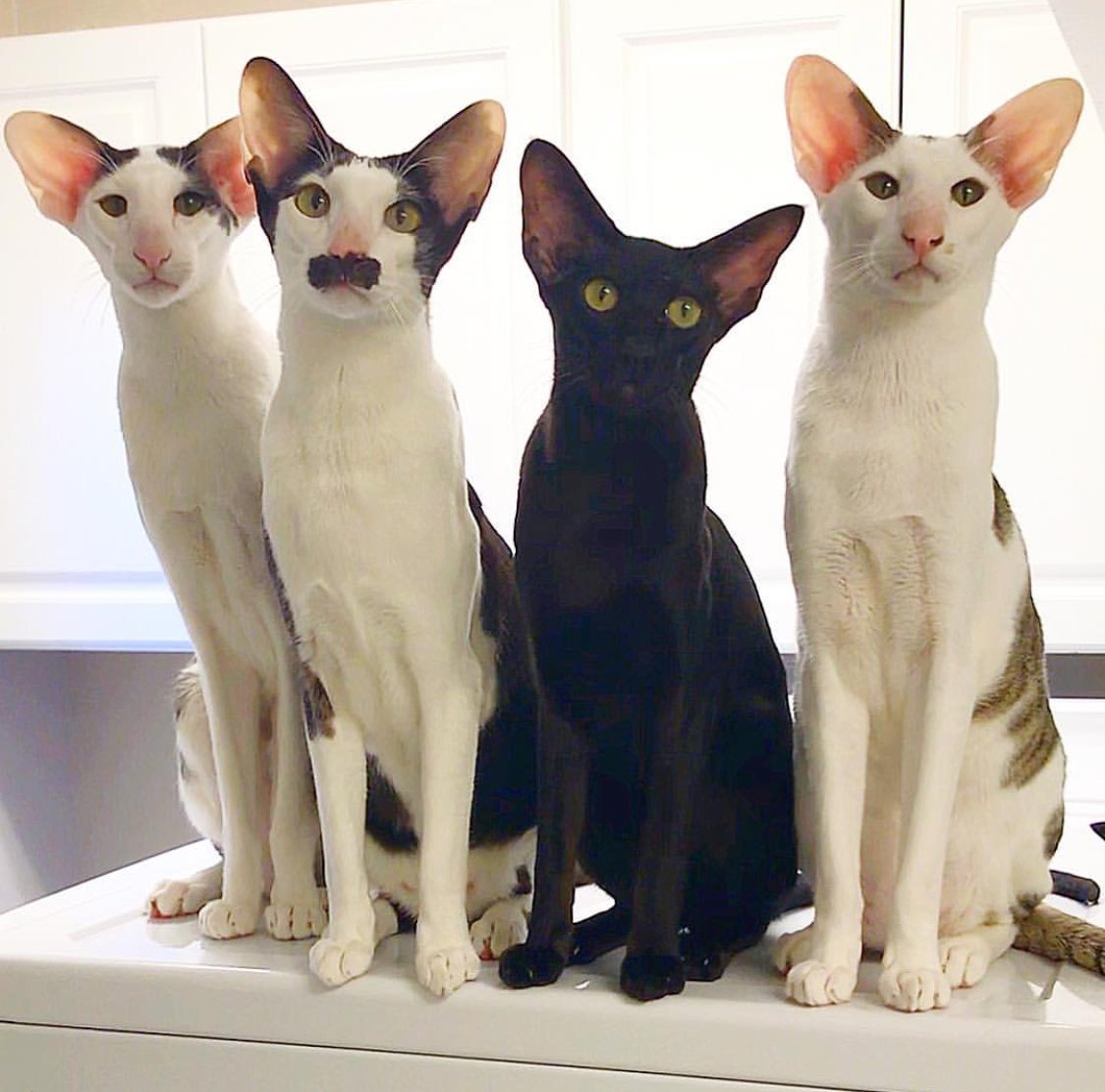 Кот грузин порода Ориентал