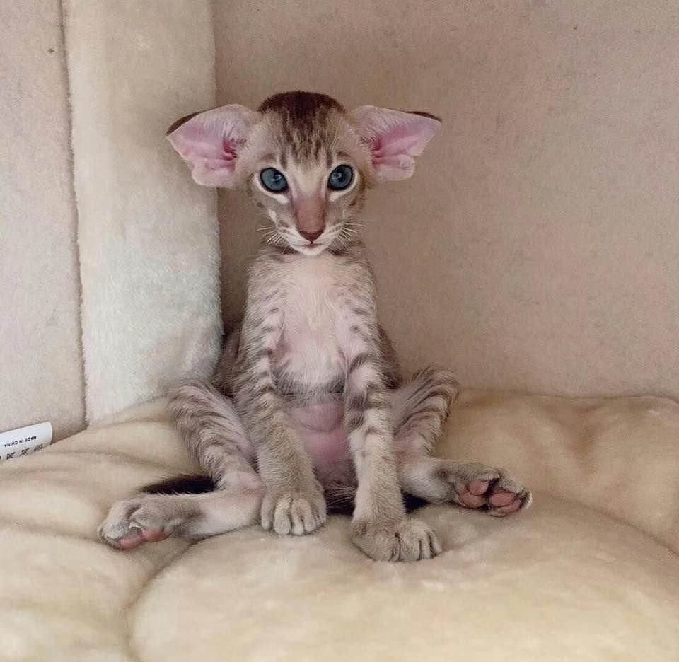 Белый ориентальный кот