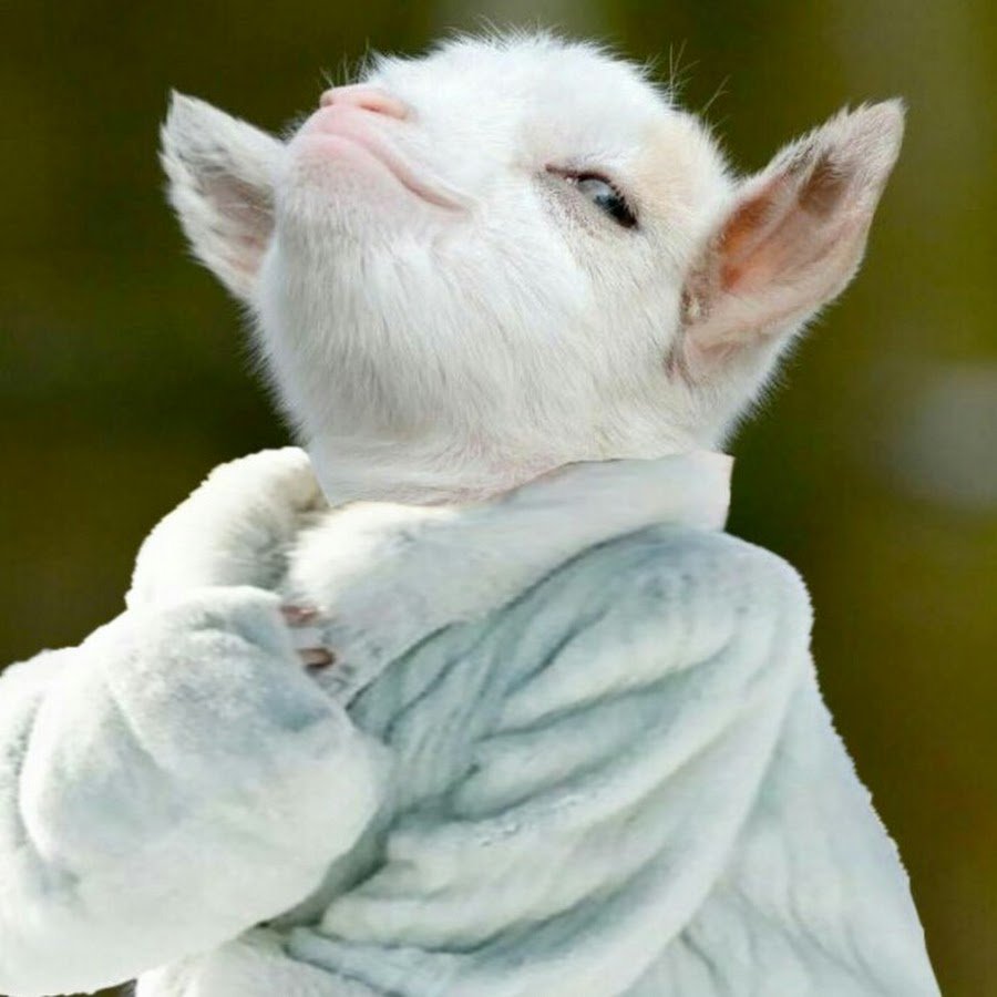 Гордый ягненок