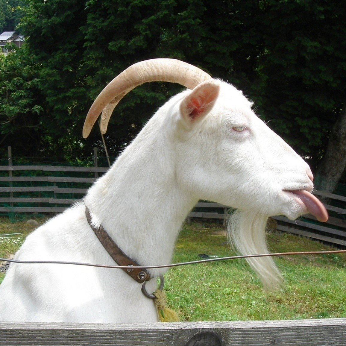 Лысый козел