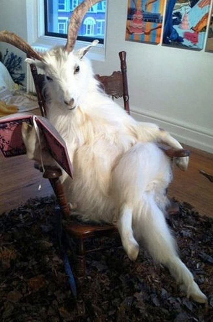 Смешная коза