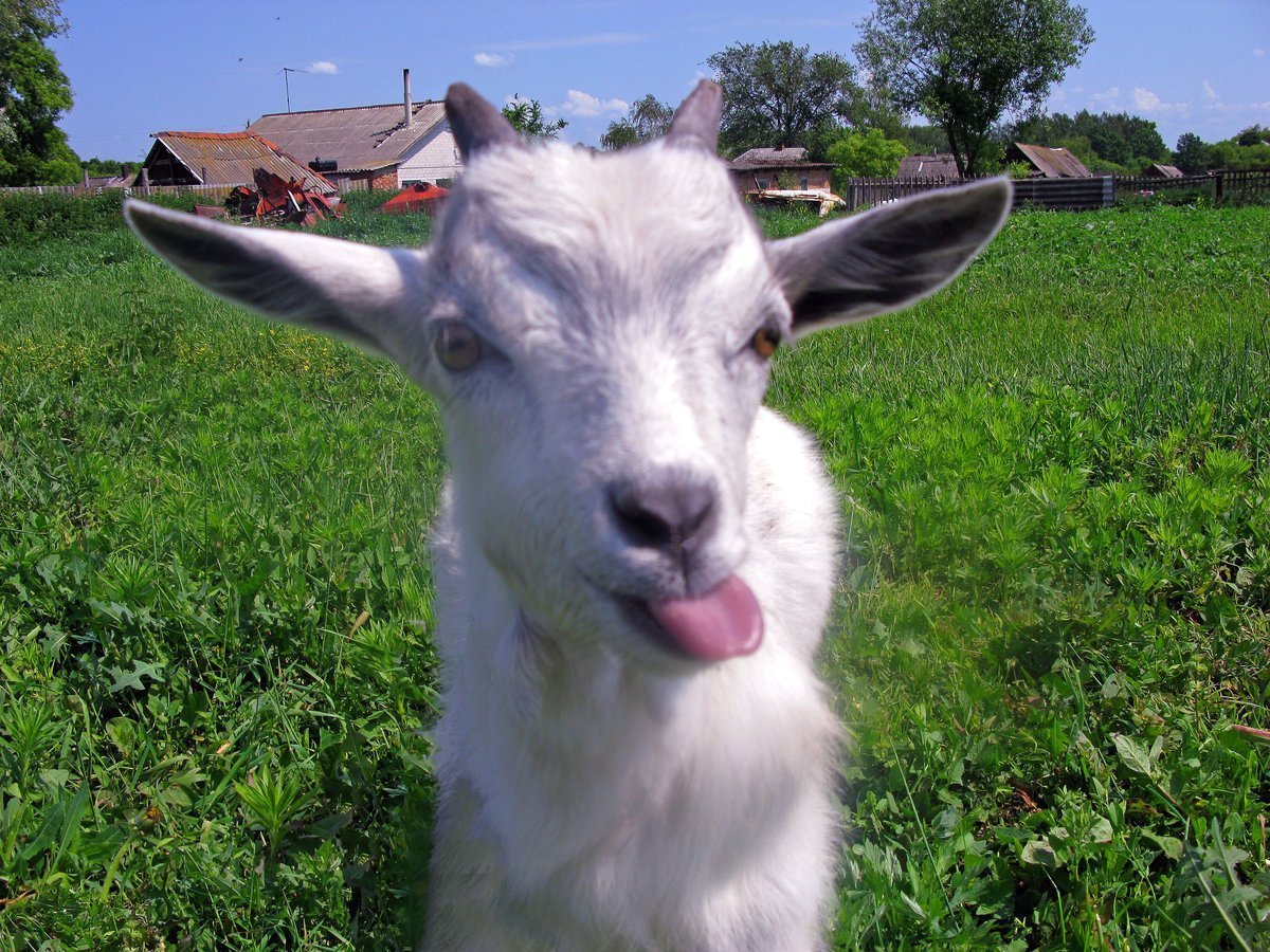 Коза с языком