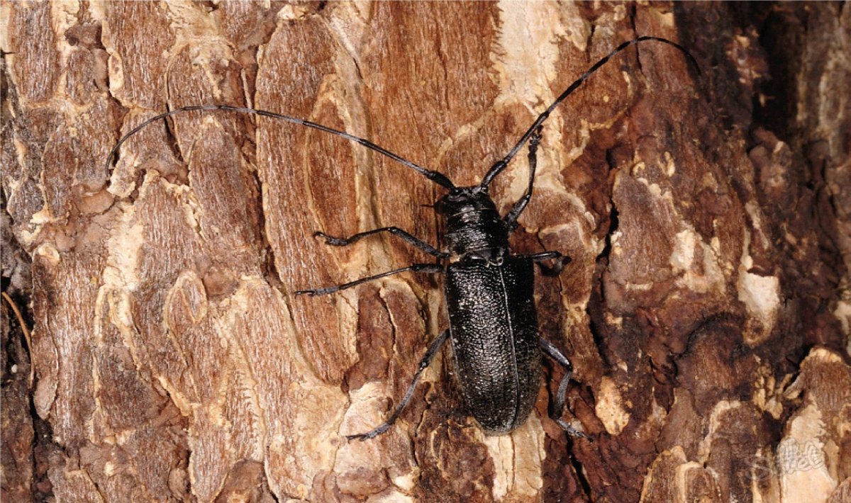 Uloma culinaris