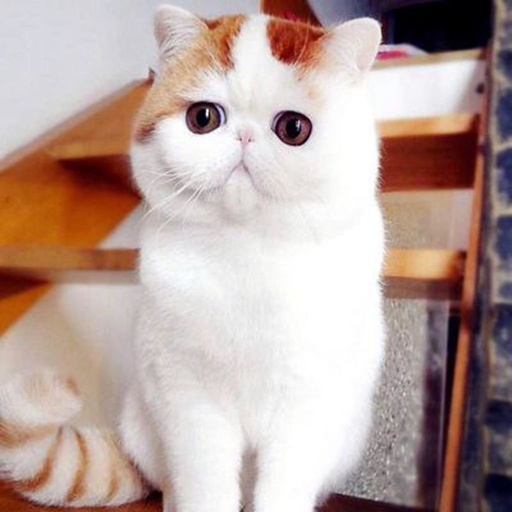 Кот породы Снупи