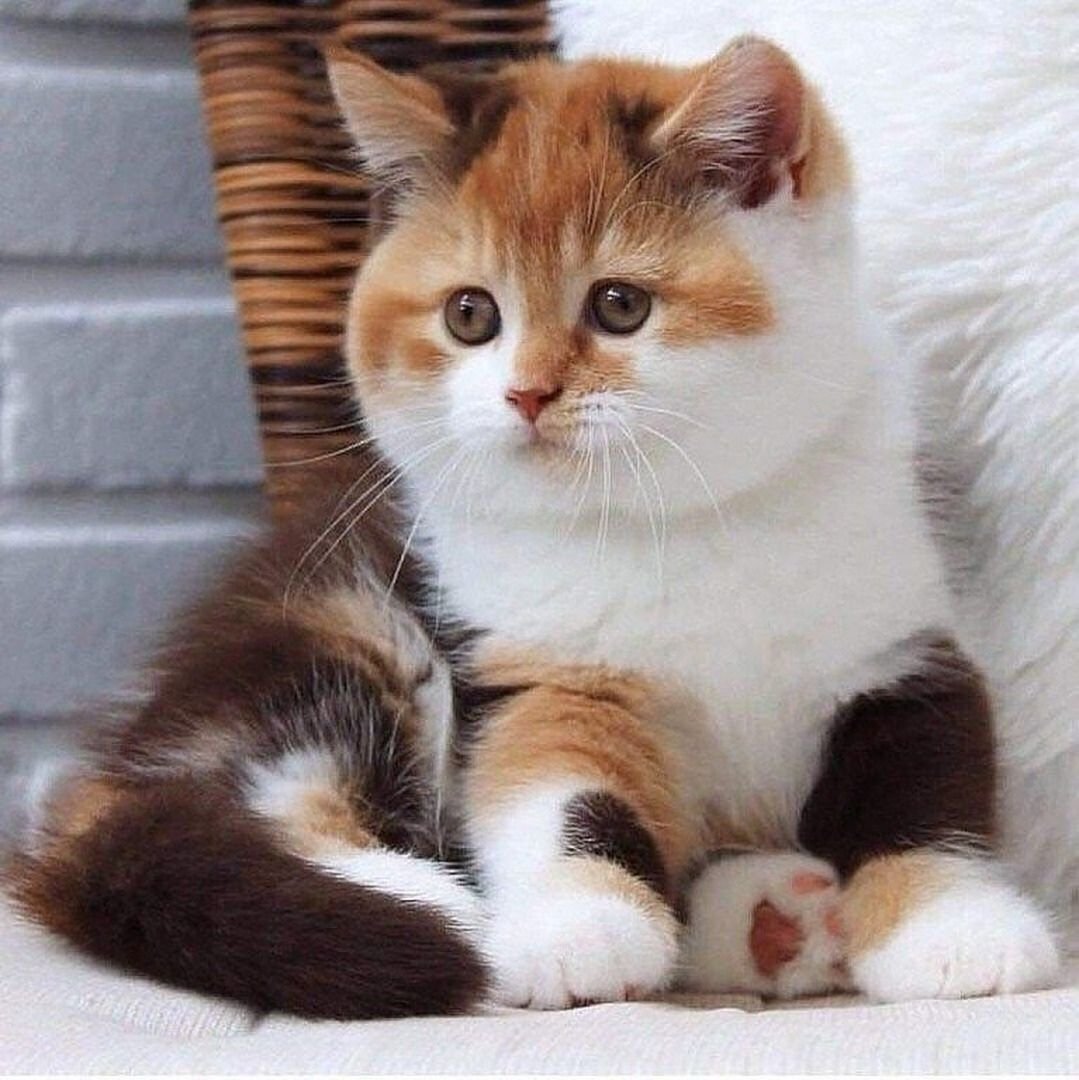 Трехцветный котенок порода