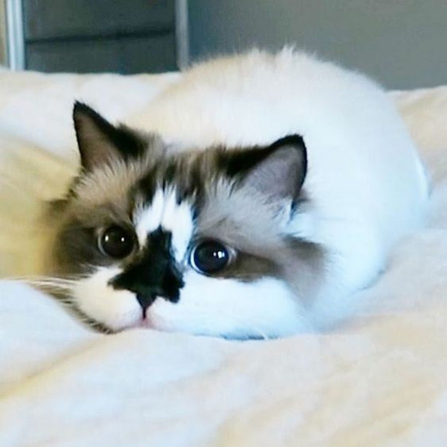 Кот Альберт Манчкин