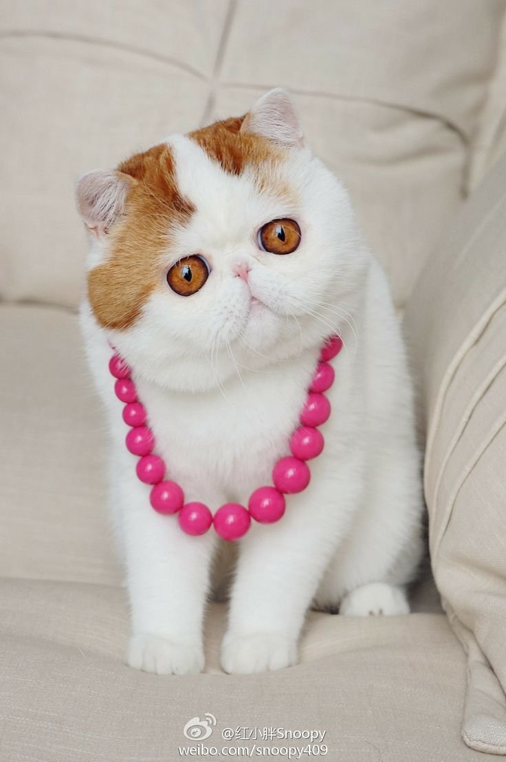 Экзот кошка