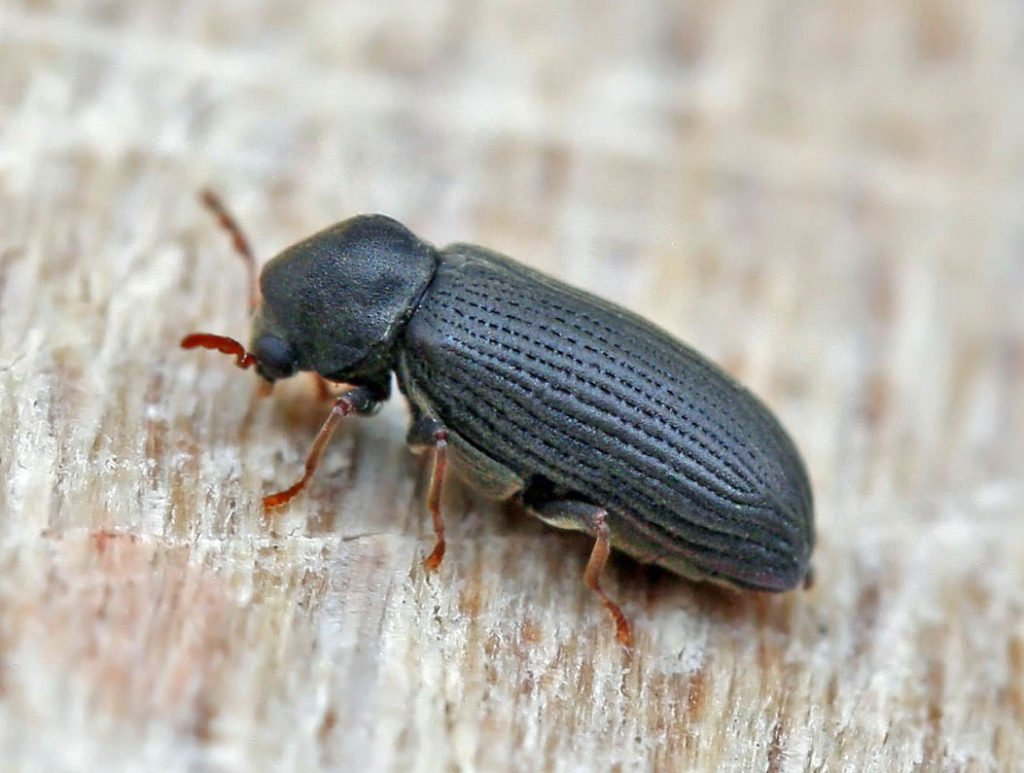 Красотел бронзовый Calosoma Inquisitor