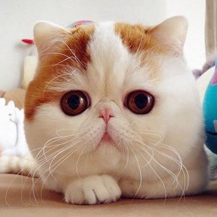 Порода кошек похожих на японца