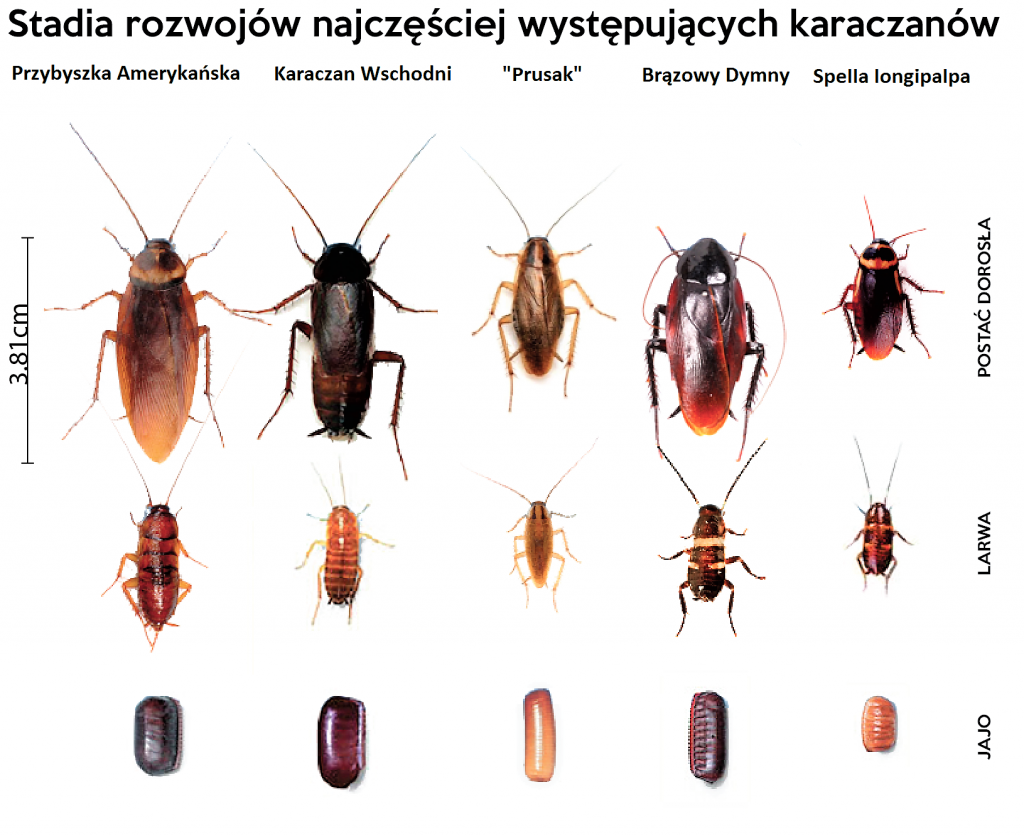 Древесный Жук усач