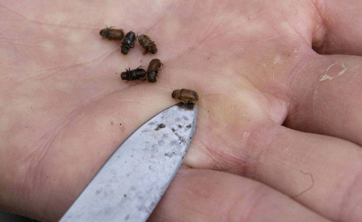 Жук усач древоточец