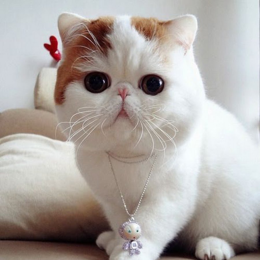 Коты экзоты