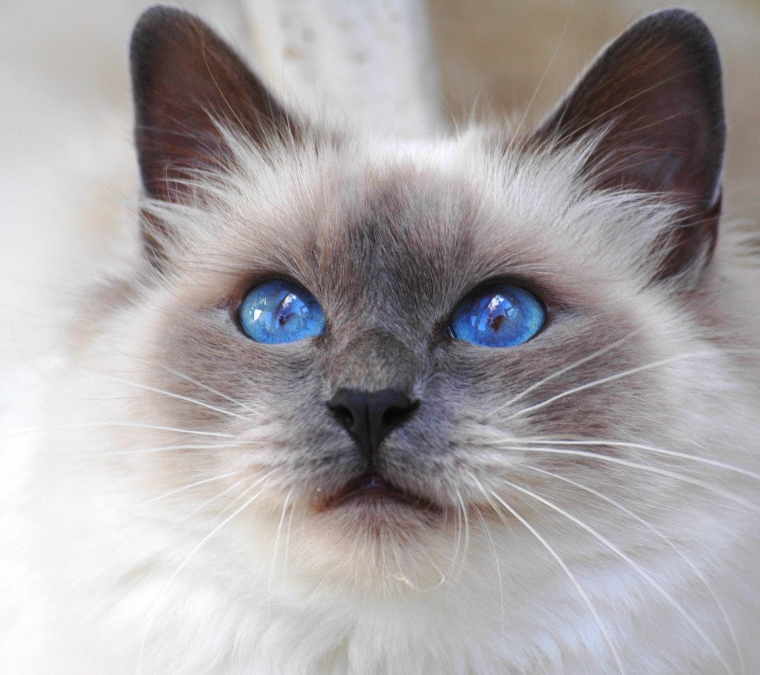 Невская маскарадная кошка