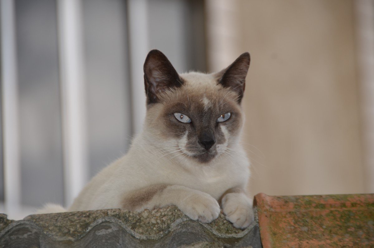 Балинезийская табби кошка